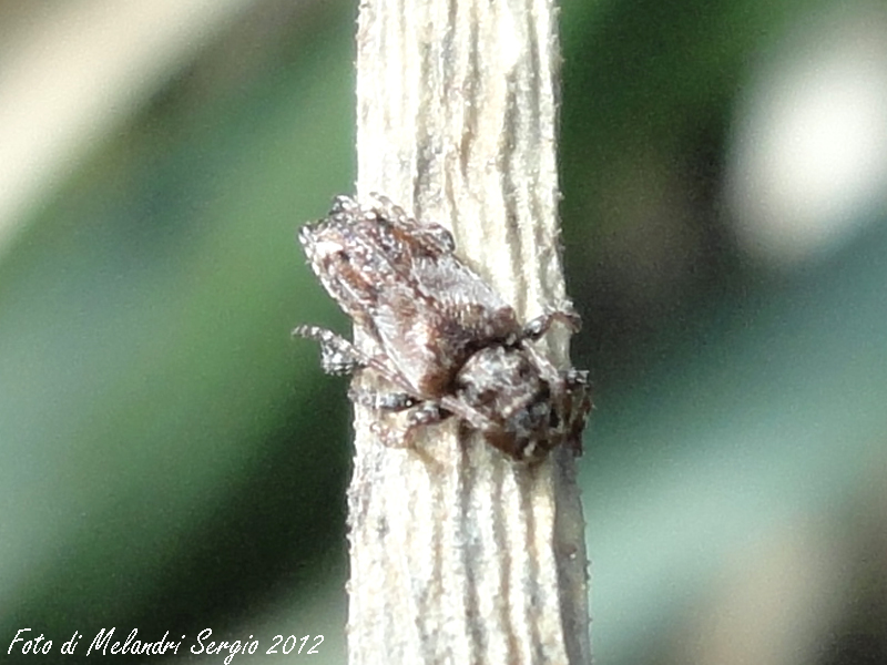 Pogonocherus hispidus